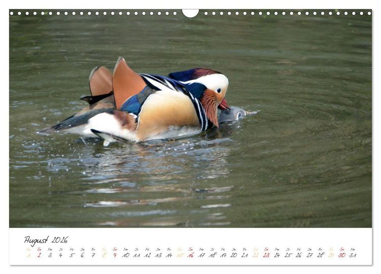 Produktbild: Mandarinenenten, die Liebe zur Natur (Wandkalender 2026 DIN A3 quer), CALVENDO Monatskalender