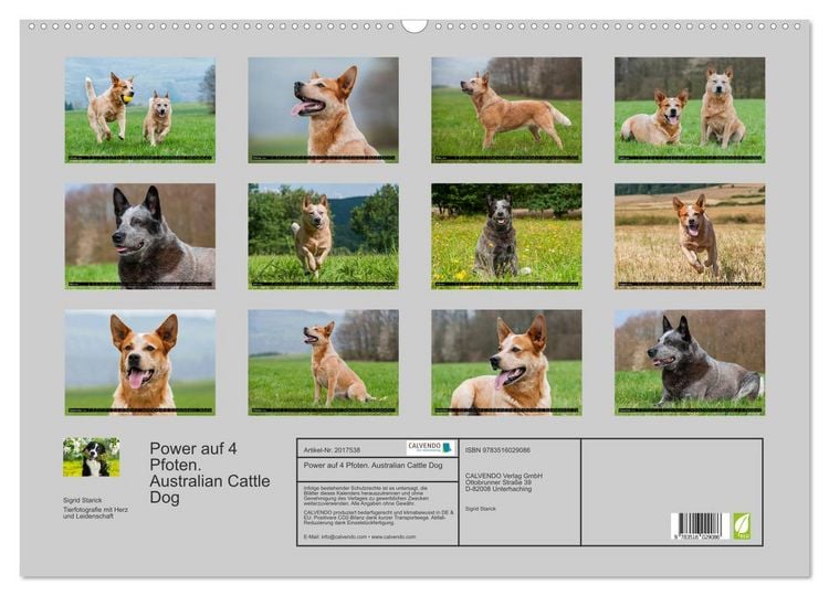 Produktbild: Power auf 4 Pfoten. Australian Cattle Dog (Wandkalender 2026 DIN A2 quer), CALVENDO Monatskalender