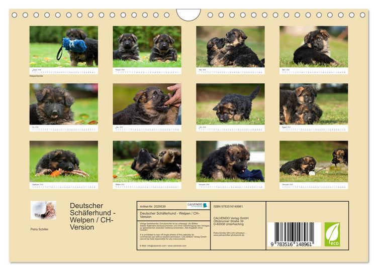 Produktbild: Deutscher Sch&auml;ferhund - Welpen / CH-Version (Wandkalender 2026 DIN A4 quer), CALVENDO Monatskalender