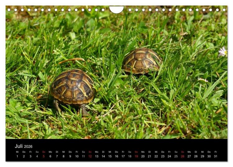 Produktbild: Das Leben der Schildkr&ouml;ten (Wandkalender 2026 DIN A4 quer), CALVENDO Monatskalender