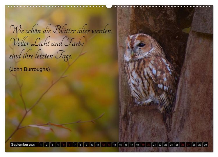 Produktbild: der Waldkauz - Strix Aluco (Wandkalender 2026 DIN A2 quer), CALVENDO Monatskalender