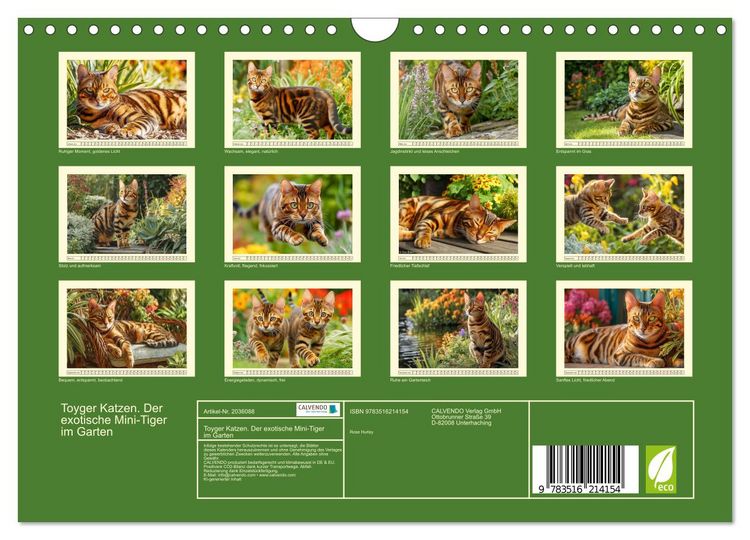 Produktbild: Toyger Katzen. Der exotische Mini-Tiger im Garten (Wandkalender 2026 DIN A4 quer), CALVENDO Monatskalender