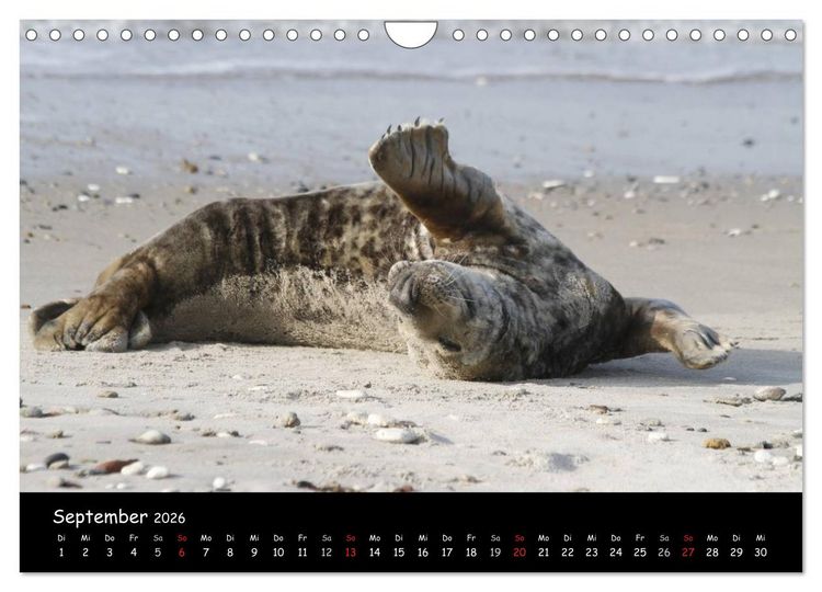 Produktbild: Kegelrobben und Seehunde (Wandkalender 2026 DIN A4 quer), CALVENDO Monatskalender