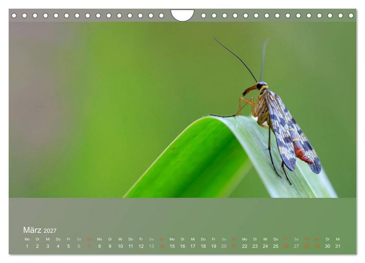 Produktbild: Falter, K&auml;fer und Co.faszinierend, doch extrem gef&auml;hrdet (Wandkalender 2027 DIN A4 quer), CALVENDO Monatskalender