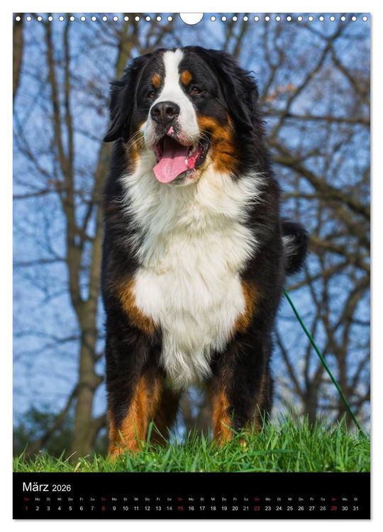 Produktbild: Faszination Berner Sennenhund (Wandkalender 2026 DIN A3 hoch), CALVENDO Monatskalender