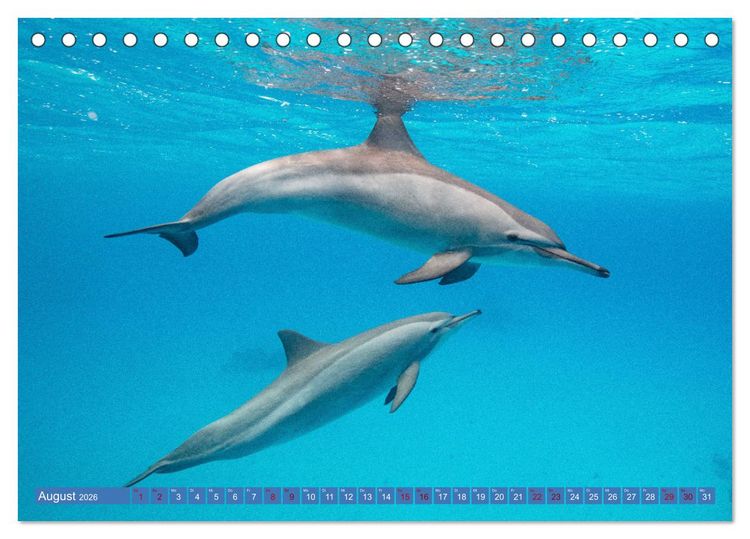 Produktbild: Tauchen, Fische und Meer (Tischkalender 2026 DIN A5 quer), CALVENDO Monatskalender