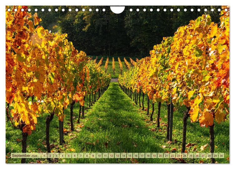 Produktbild: Farbenpr&auml;chtige Weinberge (Wandkalender 2026 DIN A4 quer), CALVENDO Monatskalender