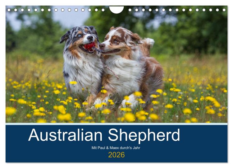 Produktbild: Australian Shepherd 2026 (Wandkalender 2026 DIN A4 quer), CALVENDO Monatskalender
