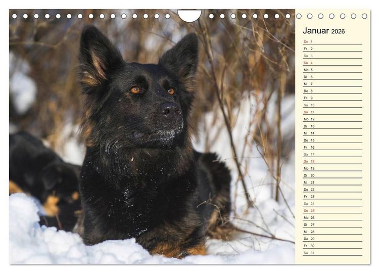 Produktbild: Altdeutsche H&uuml;tehunde - Fast vergessen (Wandkalender 2026 DIN A4 quer), CALVENDO Monatskalender