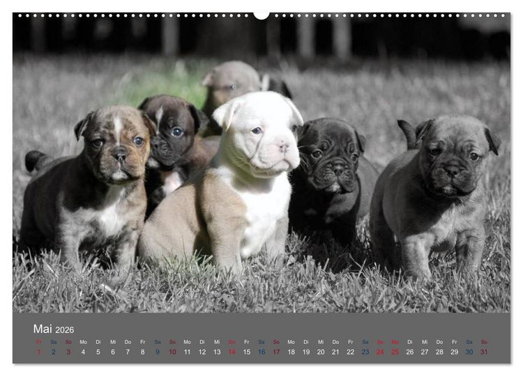 Produktbild: Bulldoggen-Zwerge (hochwertiger Premium Wandkalender 2026 DIN A2 quer), Kunstdruck in Hochglanz