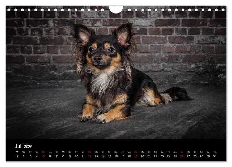 Produktbild: Urban Dogs - Hundekalender der anderen Art (Wandkalender 2026 DIN A4 quer), CALVENDO Monatskalender