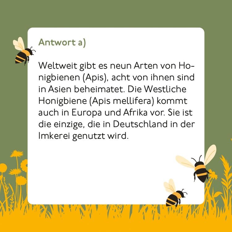 Produktbild: Bienen-Quiz