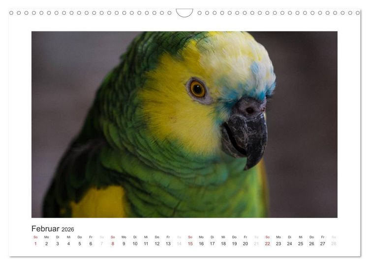 Produktbild: Kunterbunte Papageien und Sittiche (Wandkalender 2026 DIN A3 quer), CALVENDO Monatskalender