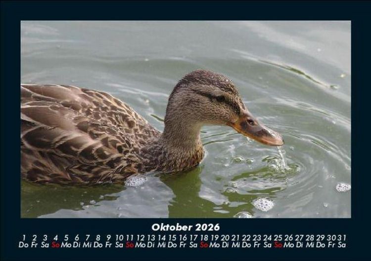 Produktbild: Enten 2026 Fotokalender DIN A5