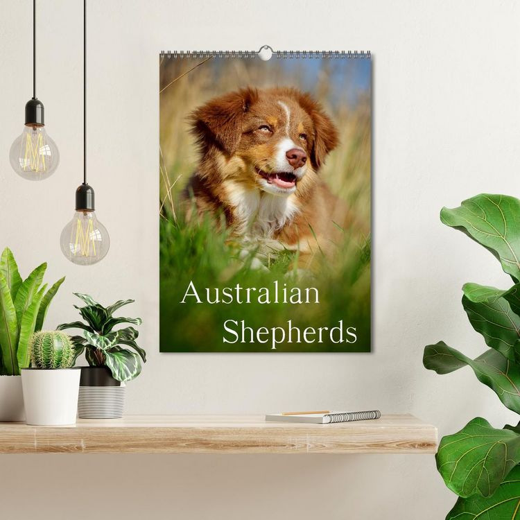 Produktbild: Australian Shepherds (Wandkalender 2026 DIN A3 hoch), CALVENDO Monatskalender