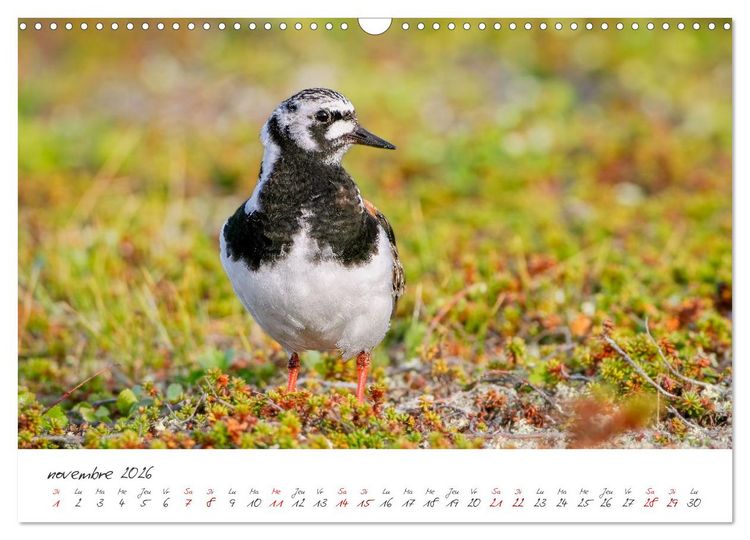 Produktbild: La faune de nos c&ocirc;tes les oiseaux (Calendrier mural 2026 DIN A3 vertical), CALVENDO calendrier mensuel