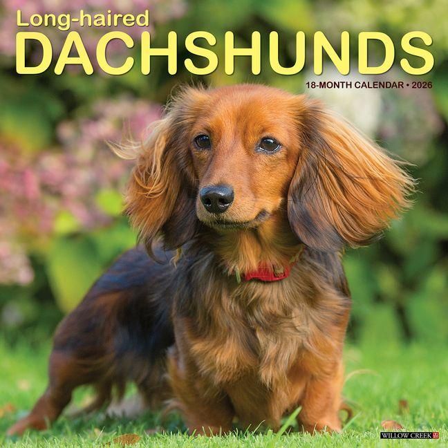 Produktbild: Longhaired Dachshunds 2026 Wall Calendar