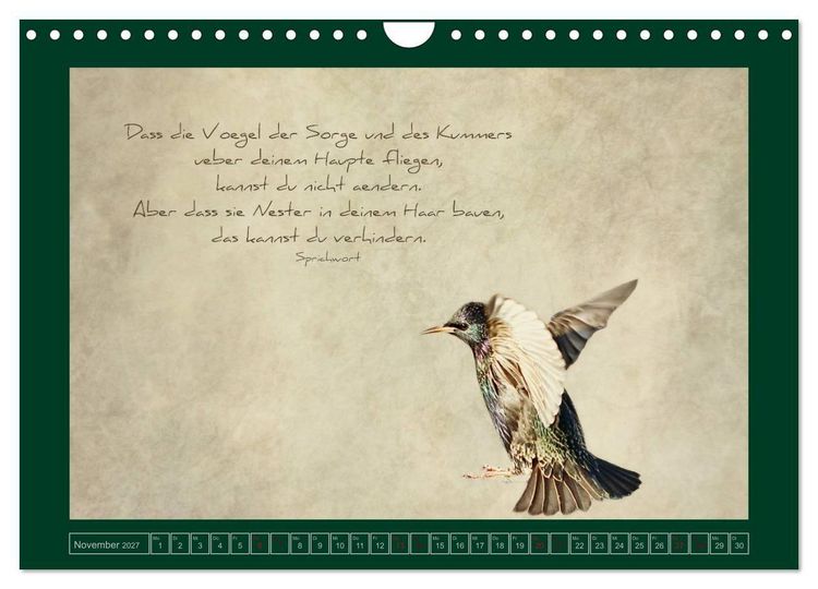 Produktbild: Stare und Weisheiten (Wandkalender 2027 DIN A4 quer), CALVENDO Monatskalender