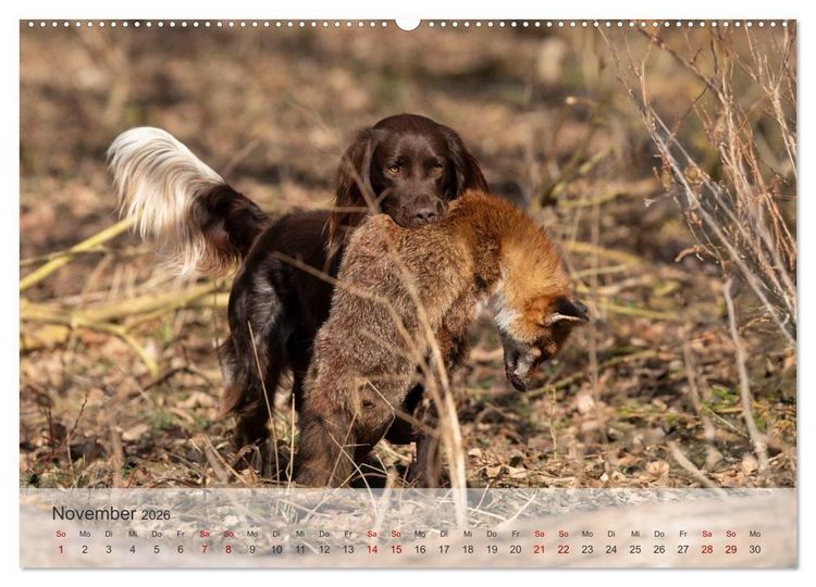 Produktbild: Treue Jagdgef&auml;hrten Der kleine M&uuml;nsterl&auml;nder (hochwertiger Premium Wandkalender 2026 DIN A2 quer), Kunstdruck in Hochglanz