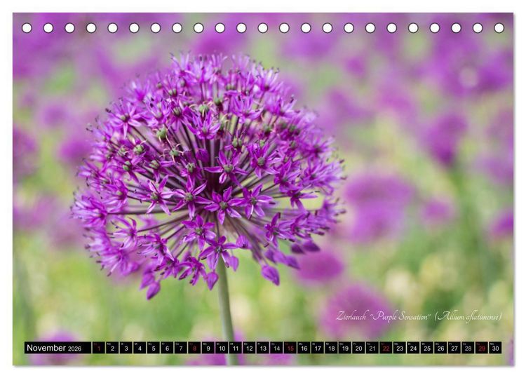 Produktbild: Zierbilder der Natur BLUMEN (Tischkalender 2026 DIN A5 quer), CALVENDO Monatskalender