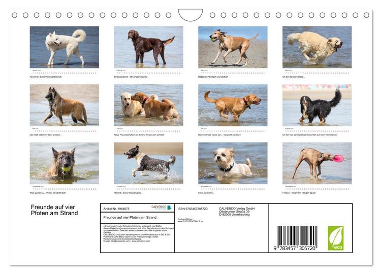 Produktbild: Freunde auf vier Pfoten am Strand (Wandkalender 2026 DIN A4 quer), CALVENDO Monatskalender