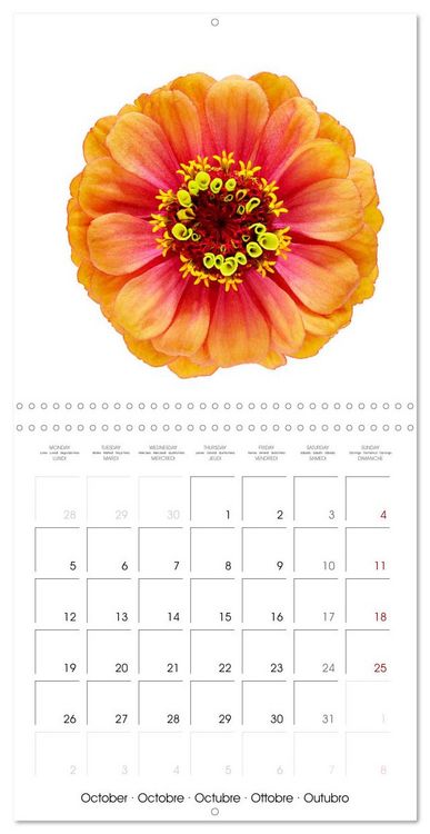 Produktbild: Beautiful Zinnias (Wall Calendar 2026 12 &times; 12 Inch) CALVENDO 12 Month Wall Calendar