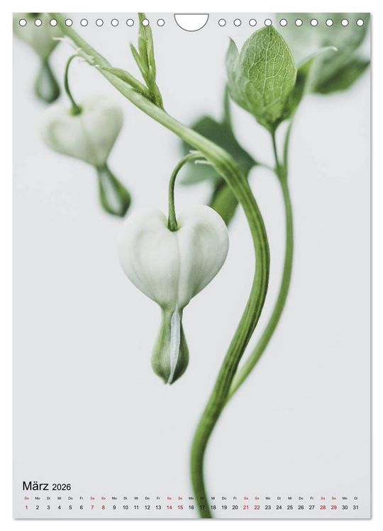 Produktbild: Pure Flowers (Wandkalender 2026 DIN A4 hoch), CALVENDO Monatskalender