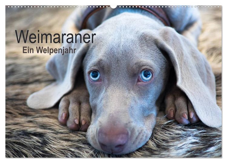 Produktbild: Weimaraner - Ein Welpenjahr (Wandkalender 2026 DIN A2 quer), CALVENDO Monatskalender