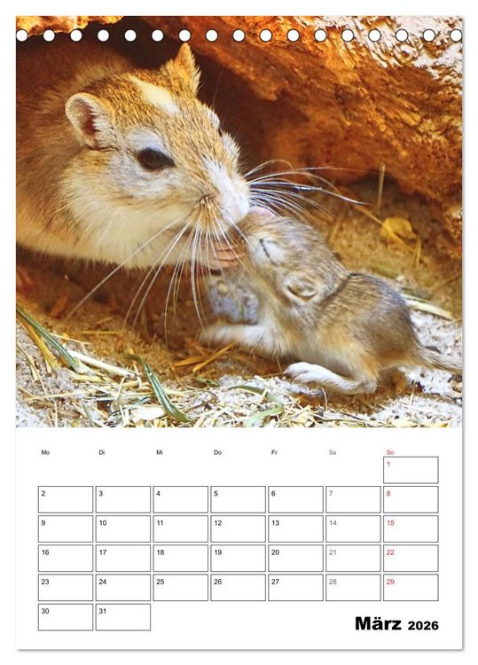 Produktbild: Mongolische Rennm&auml;use (Tischkalender 2026 DIN A5 hoch), CALVENDO Monatskalender