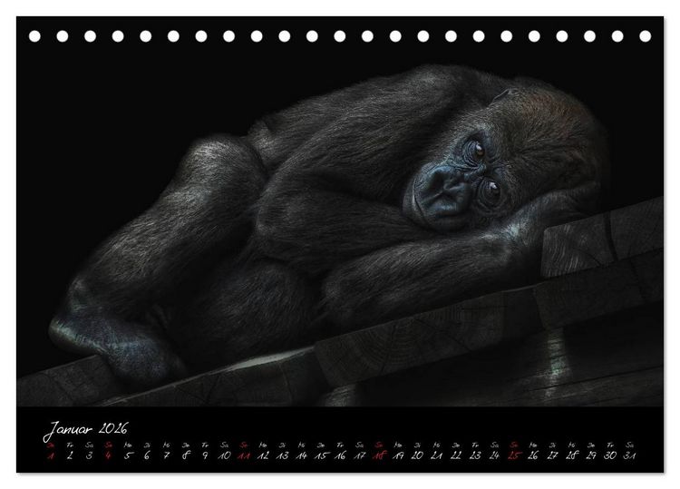 Produktbild: Gorilla (Tischkalender 2026 DIN A5 quer), CALVENDO Monatskalender