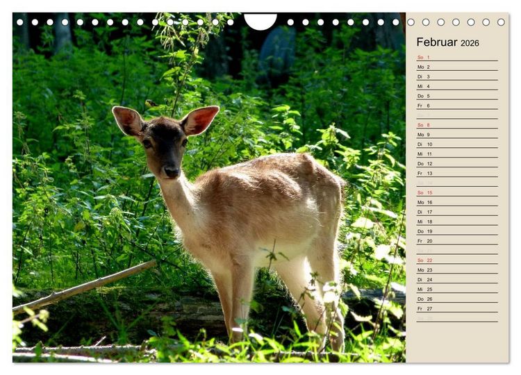 Produktbild: Bad Orb - Romantik im Spessart (Wandkalender 2026 DIN A4 quer), CALVENDO Monatskalender