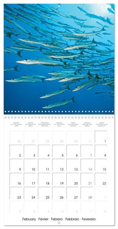 Produktbild: Diving in the deep blue sea (Wall Calendar 2026 12 &times; 12 Inch) CALVENDO 12 Month Wall Calendar