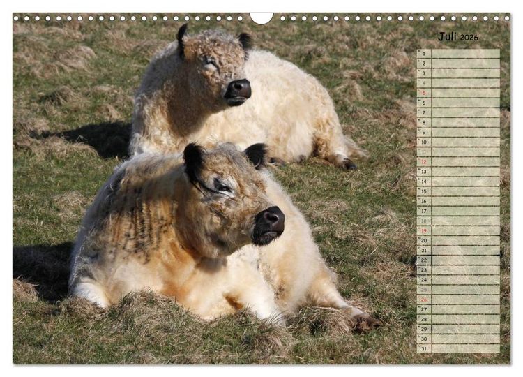 Produktbild: Gl&uuml;ckliche K&uuml;he (Wandkalender 2026 DIN A3 quer), CALVENDO Monatskalender