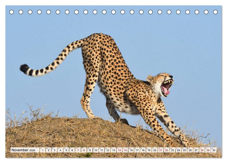 Produktbild: Faszinaton Afrika: Geparde (Tischkalender 2026 DIN A5 quer), CALVENDO Monatskalender