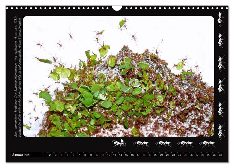 Produktbild: AntsNature - Faszination Ameisen (Wandkalender 2026 DIN A3 quer), CALVENDO Monatskalender