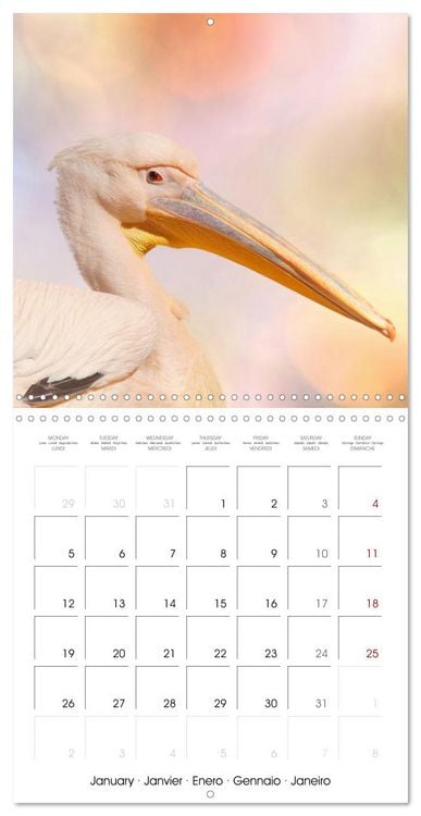 Produktbild: Wonderful Birds (Wall Calendar 2026 12 &times; 12 Inch) CALVENDO 12 Month Wall Calendar
