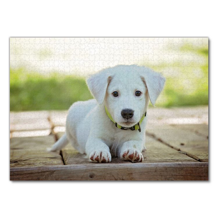 Produktbild: Lais Puzzle Hund 1000 Teile