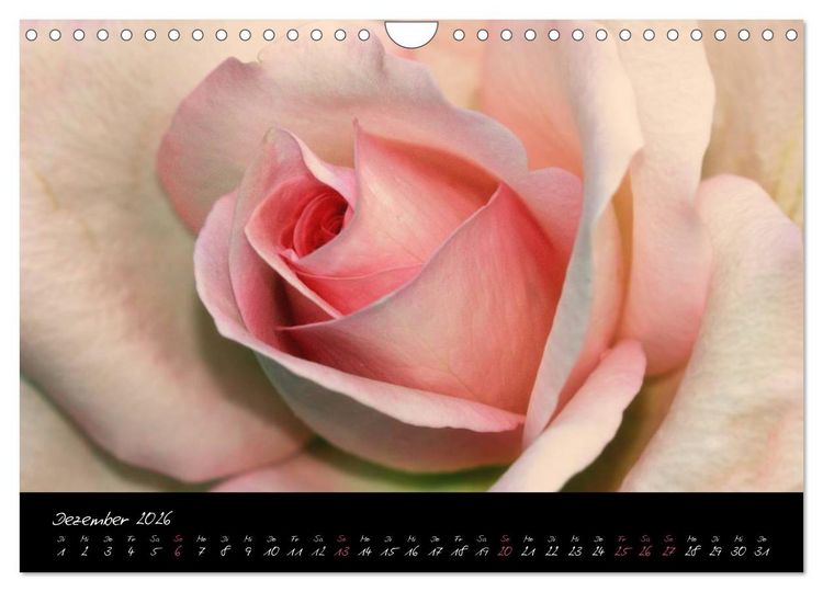 Produktbild: Floral Portraits - Blumen Impression (Wandkalender 2026 DIN A4 quer), CALVENDO Monatskalender