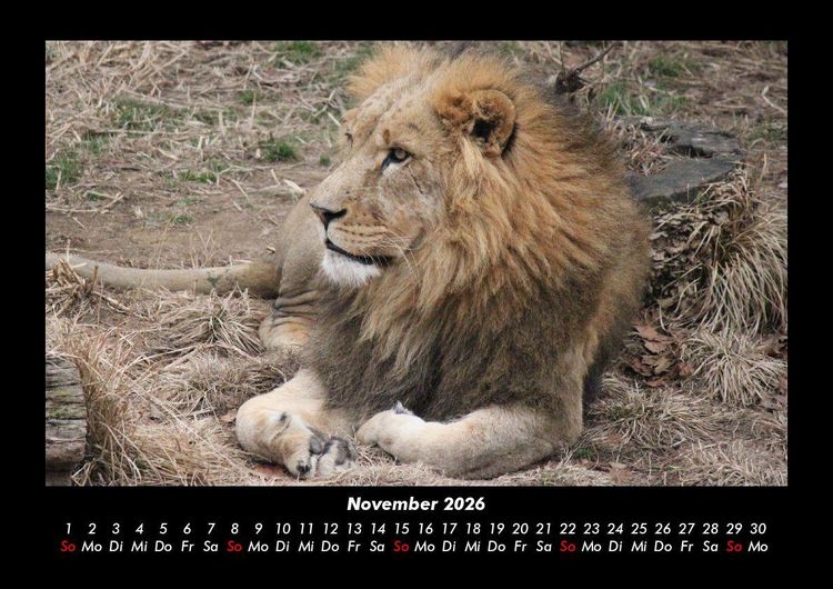 Produktbild: L&ouml;wen in der Wildnis 2026 Fotokalender DIN A3