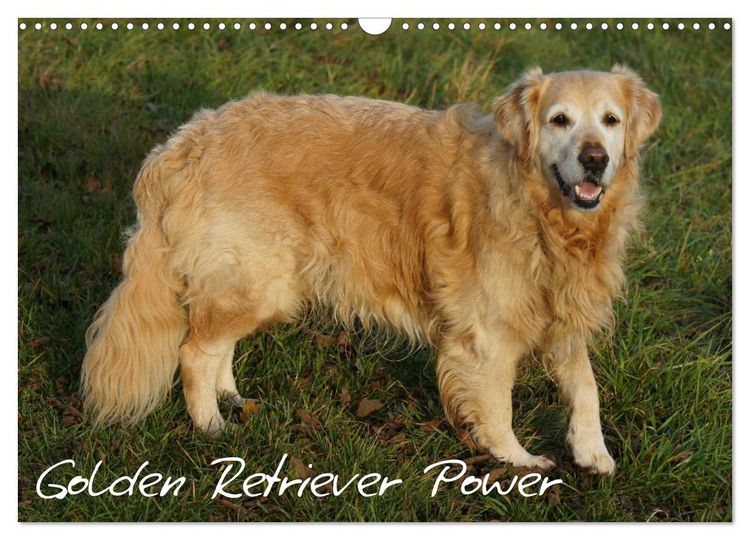 Produktbild: Golden Retriever Power (Wandkalender 2026 DIN A3 quer), CALVENDO Monatskalender