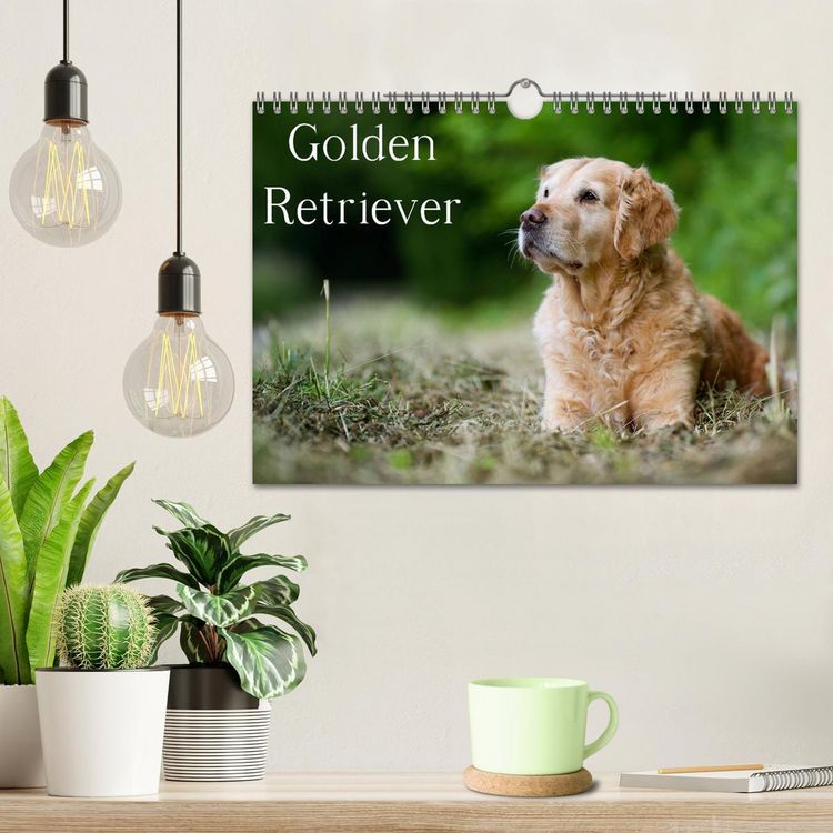 Produktbild: Golden Retriever (Wandkalender 2026 DIN A4 quer), CALVENDO Monatskalender