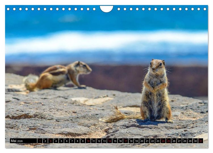 Produktbild: Fuerteventura - Hart am Wind (Wandkalender 2026 DIN A4 quer), CALVENDO Monatskalender