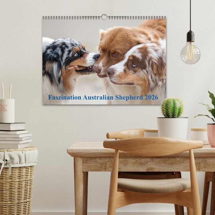 Produktbild: Australian Shepherd 2026 (Wandkalender 2026 DIN A3 quer), CALVENDO Monatskalender