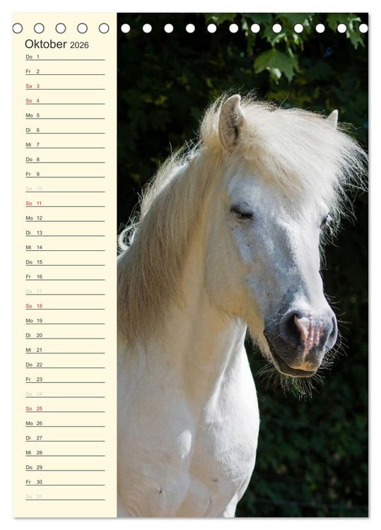Produktbild: Islandpferde Geburtstagskalender (Tischkalender 2026 DIN A5 hoch), CALVENDO Monatskalender