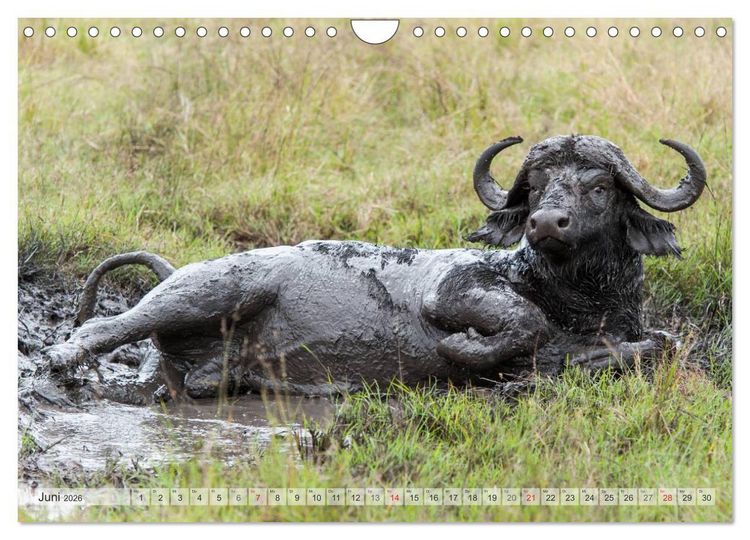 Produktbild: Emotionale Momente: Afrikas Big Five (Wandkalender 2026 DIN A4 quer), CALVENDO Monatskalender