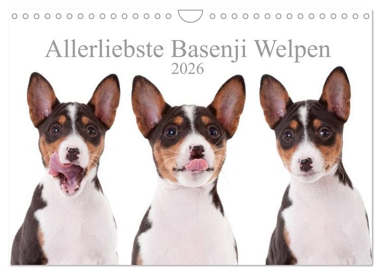 Produktbild: Allerliebste Basenji Welpen 2026 (Wandkalender 2026 DIN A4 quer), CALVENDO Monatskalender