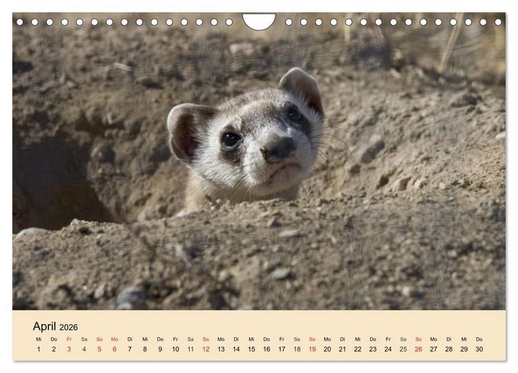 Produktbild: Frettchen und Marder. Frech, witzig, niedlich (Wandkalender 2026 DIN A4 quer), CALVENDO Monatskalender