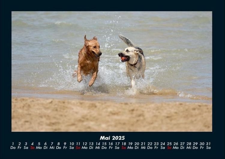 Produktbild: Hundezauber 2025 Fotokalender DIN A4
