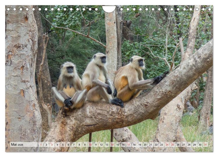 Produktbild: Indien - Eindrucksvoller Subkontinent (Wandkalender 2026 DIN A4 quer), CALVENDO Monatskalender