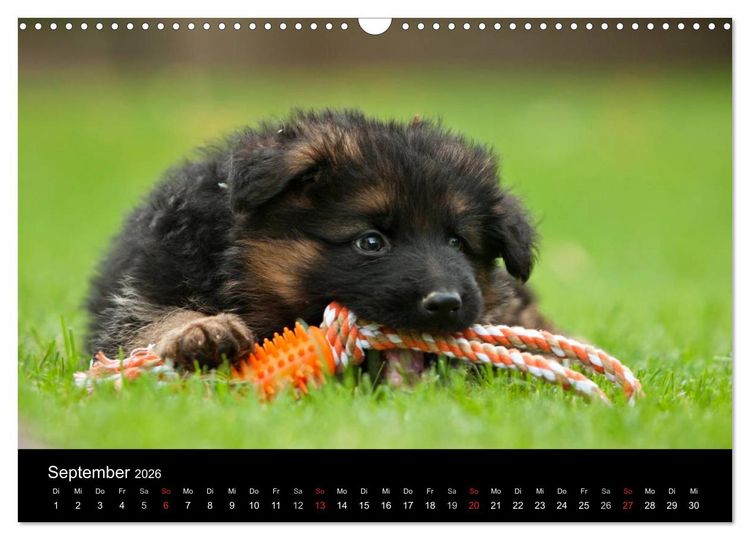 Produktbild: Deutscher Sch&auml;ferhund - Welpen (Wandkalender 2026 DIN A3 quer), CALVENDO Monatskalender